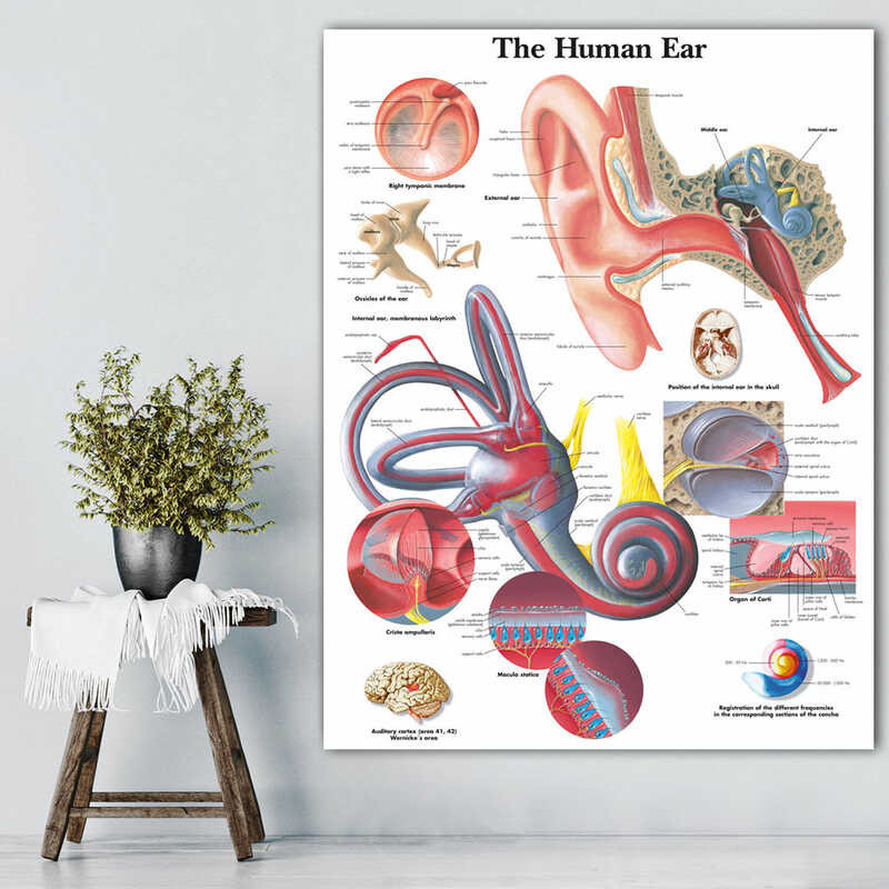 Human Ear Anatomy Anatomical Charts Posters HD Prints Canvas Painting ...