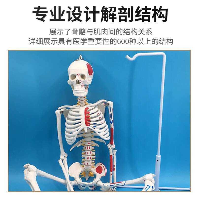Full Body Human Skeleton Model Medical High-End Medical Teaching ...