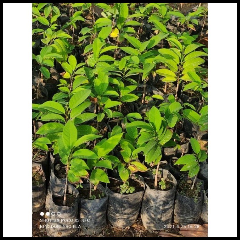 Atis/Sugar apple in seedling bag(NATIVE) | Shopee Philippines