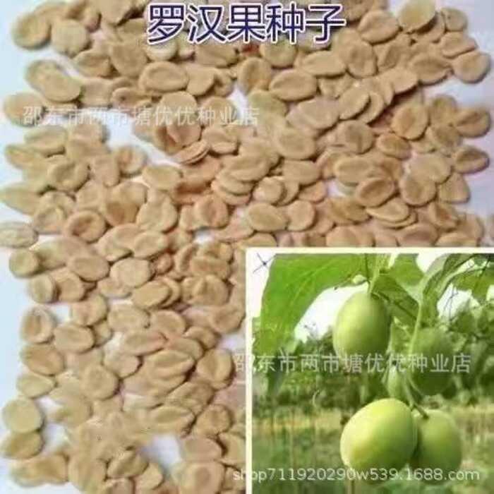 Climbing Guangxi Luo Han Guo Seeds Vine Fruit Tree Balcony Plants Easy ...