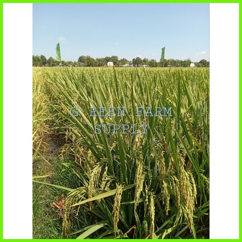 SL 39H Super Hybrid Rice Seeds 3kg (Date Tested FEBRUARY 2025) | Shopee ...