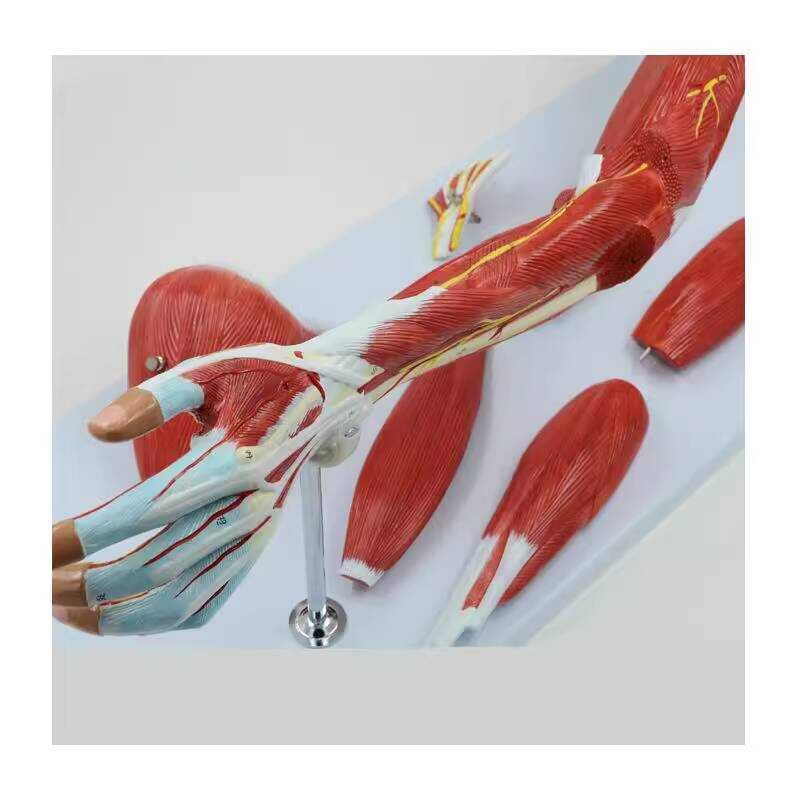 Upper Limb Muscle Anatomy Model Arm Vascular Nerve Muscle Model ...