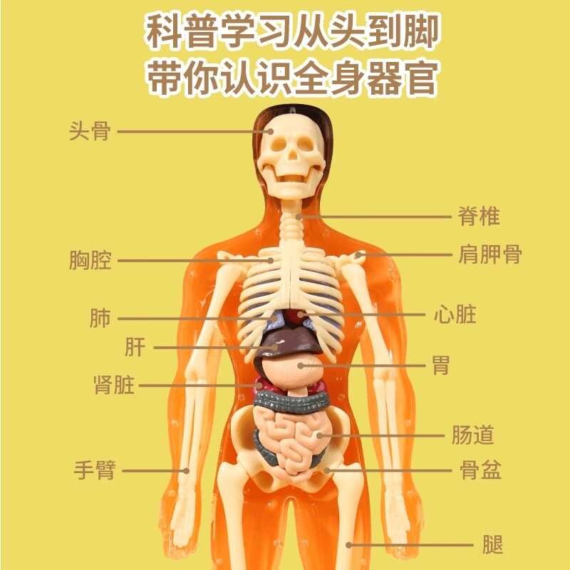 Human Model Skeleton Detachable Assembly Biological Anatomy 3D Body ...