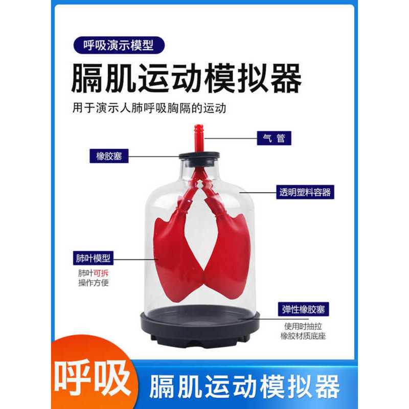 Diaphragm Muscle Movement Simulator Lung Breathing Model Making Human ...