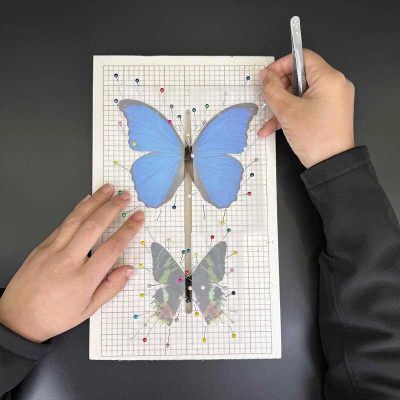 Specimen Wing Spreading Alignment Making Tool Material Kit DIY Insect ...