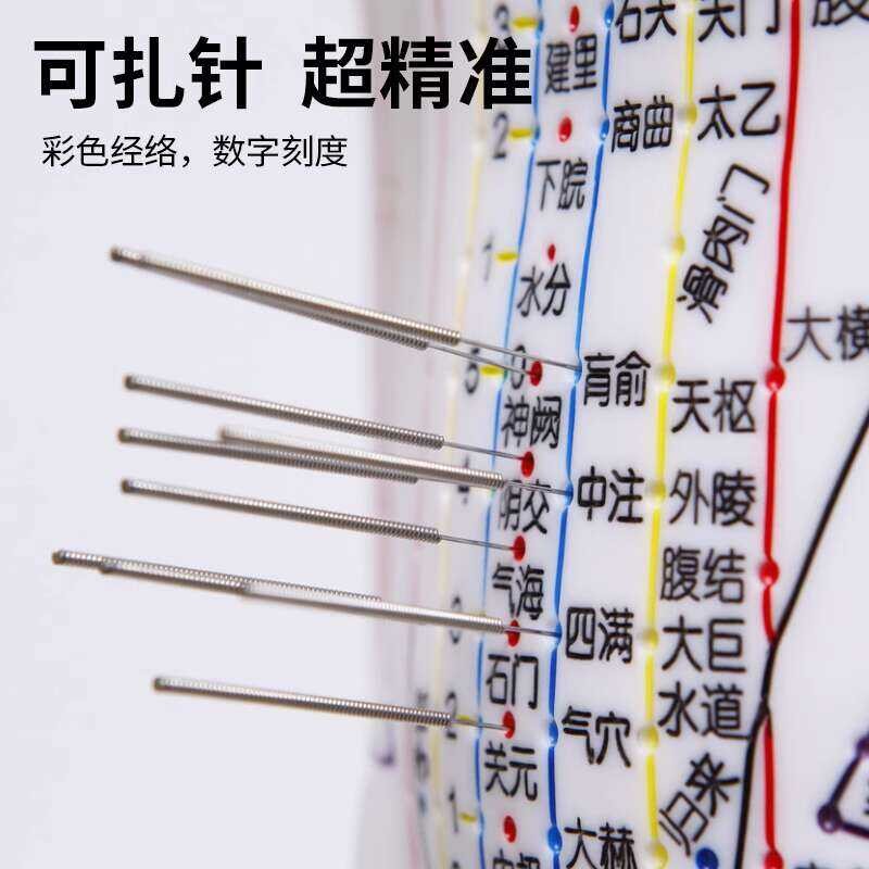 Human Acupuncture Model Meridian Acupoint Traditional Chinese Medicine ...