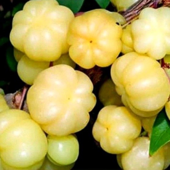 Star gooseberry/Karamay seedlings | Shopee Philippines
