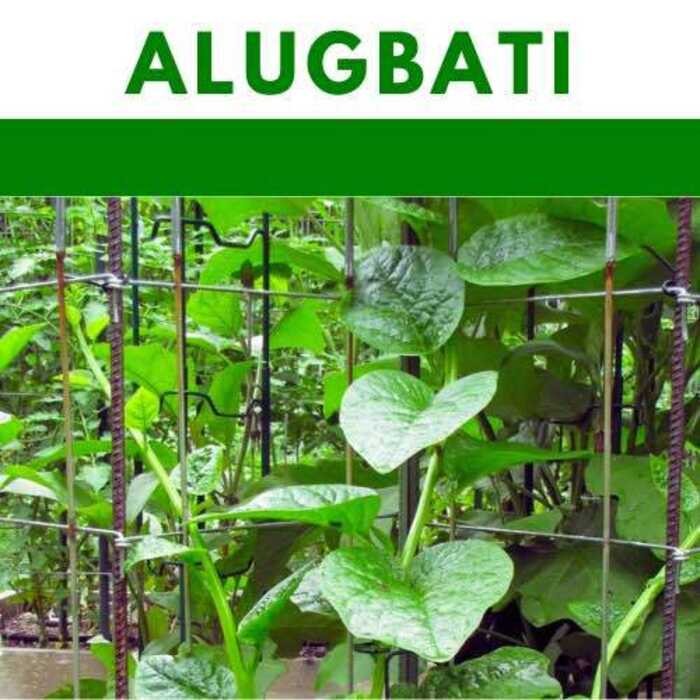 Alugbati Repacked Seeds Vegetable A86 | Shopee Philippines