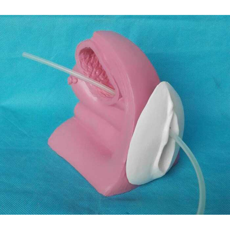 Human Female Urinary Catheterization Demonstration Model Urinary System ...