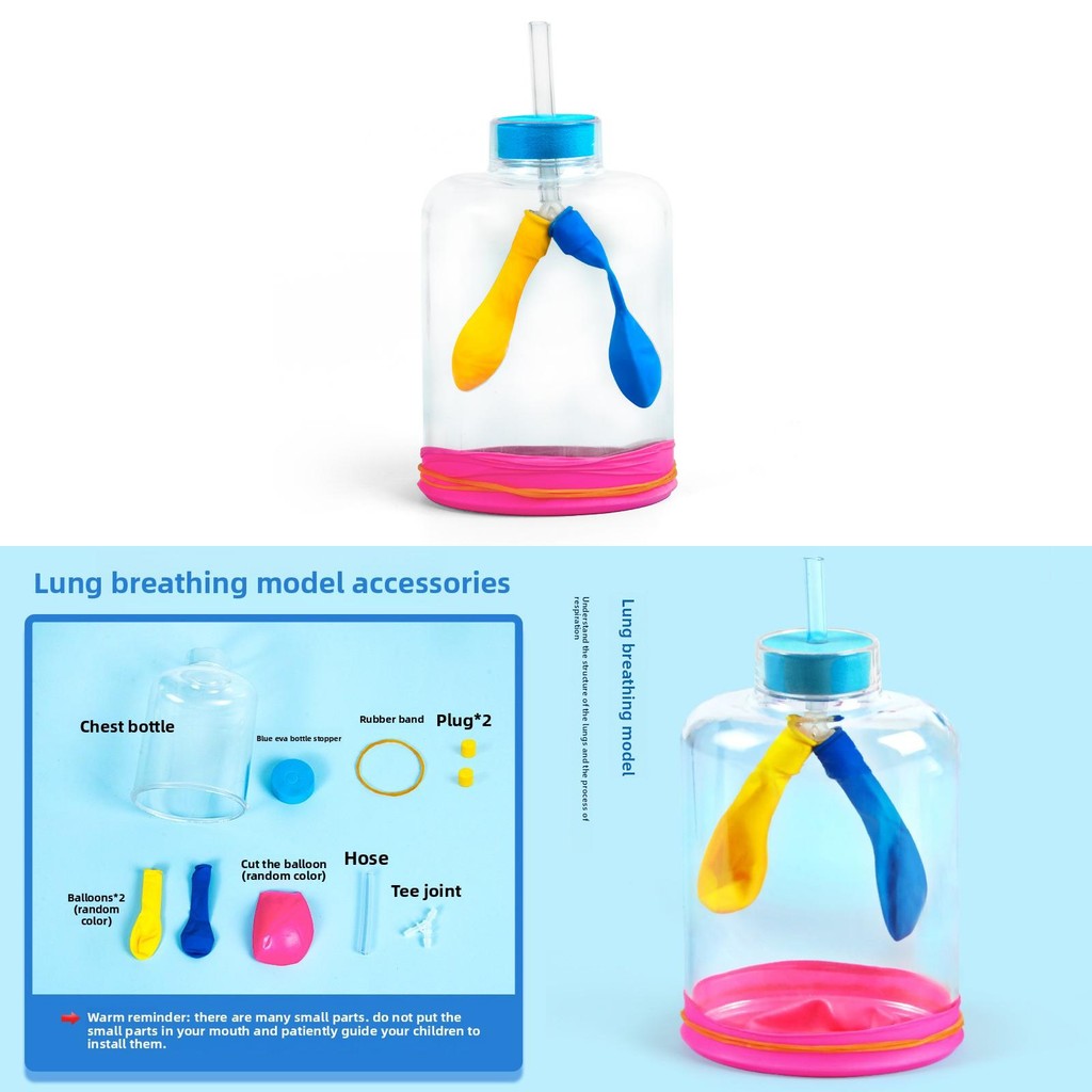 Science Toy Biological Lung Breathing Model For Kids Diy Demonstration ...