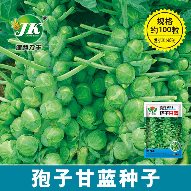 Spore Cabbage Seeds Small Cabbage Seeds Mini Cabbage Roll Cabbage Four ...