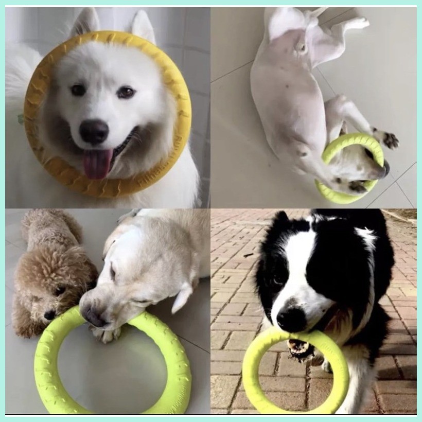 Dog Flying Ring Frisbee Toy (Chew Toy, Bite-resistant, Non-Toxic ...