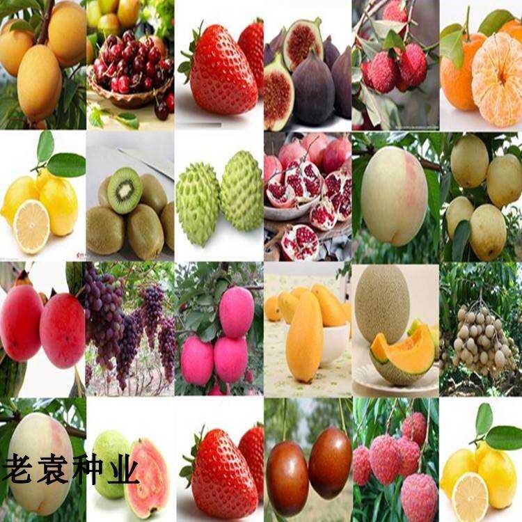 Fruit Tree Seeds Four Seasons Easy to Grow High Yield Fruit Seeds ...
