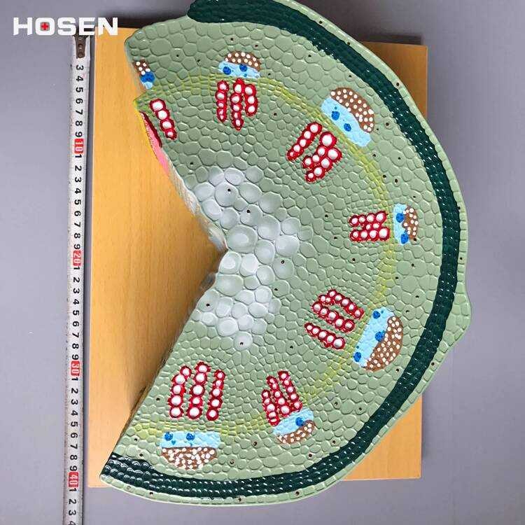 Diphyllaceous Plant Stem Cell Model Sunflower Tissue Transverse Section ...