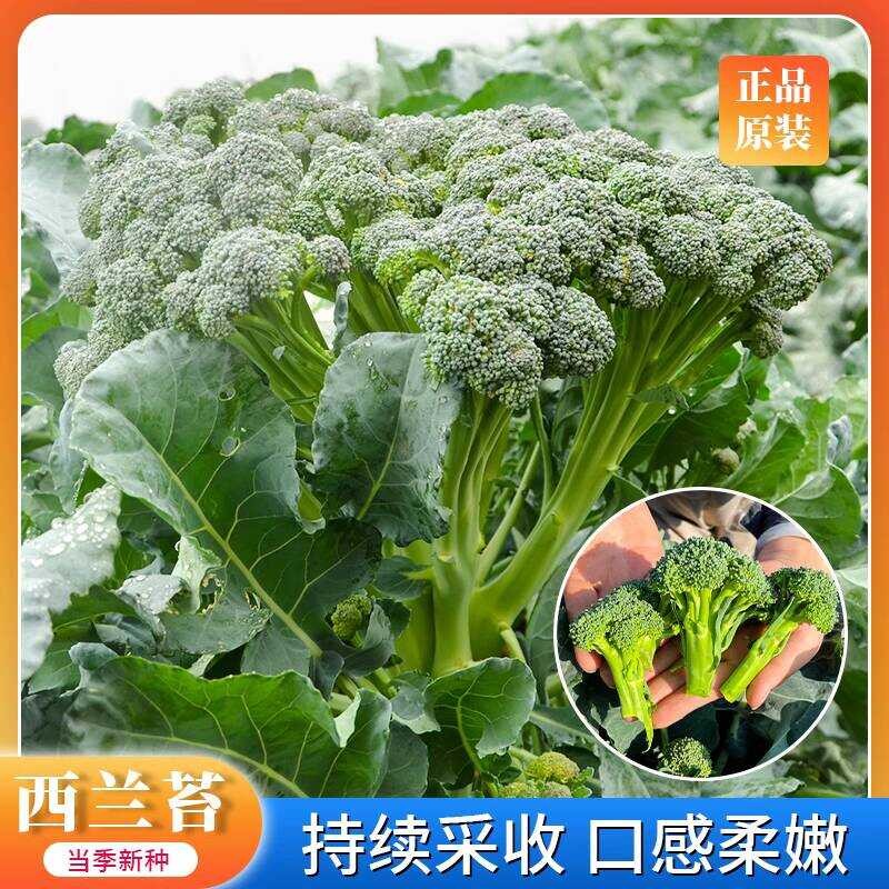 Broccoli Seeds Western Broccoli Small Broccoli Green Broccoli Spring ...