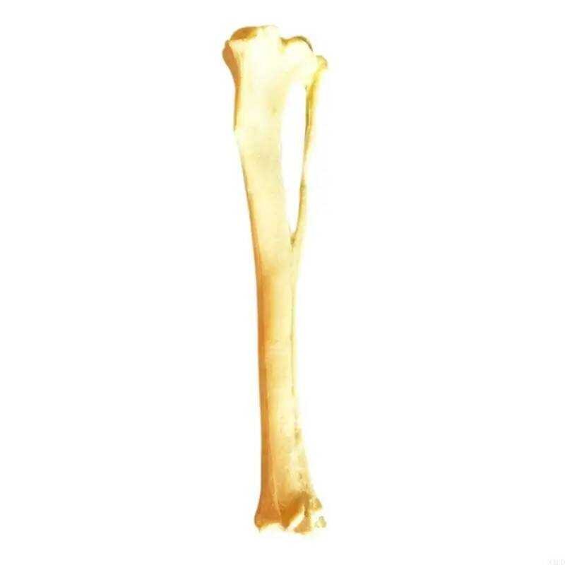W XXUD Bone Animal Skull Model, Dog Tibia Skeletal Model For Medical ...