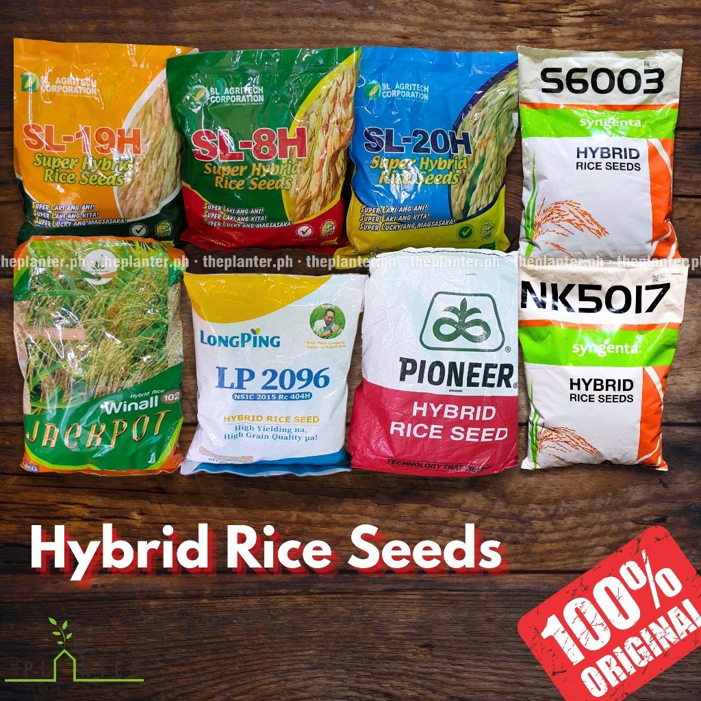 Hybrid Rice Seeds - LONG PING JACKPOT PIONEER HATAO | Shopee Philippines
