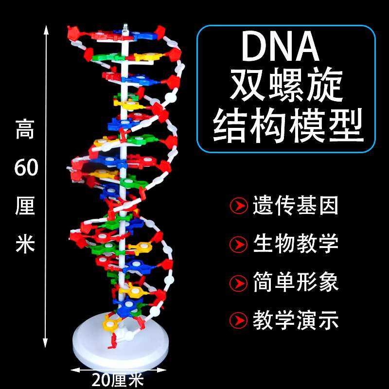 DNA Double Helix Structure Model Components Assembly Genetic Gene and ...