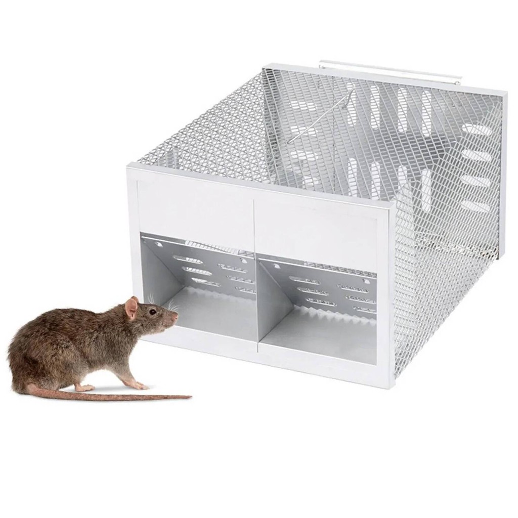 A closer look at Pre Killed Mouse Feeding For Sn