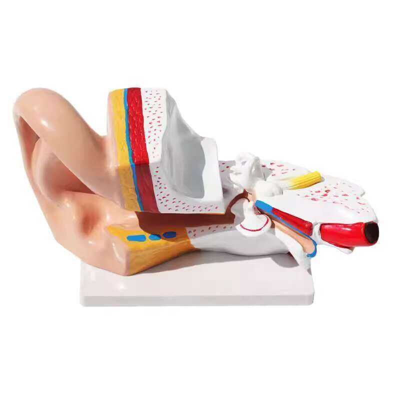 Keruicai Model Human Anatomy Picking Training ENT Teaching Display ...