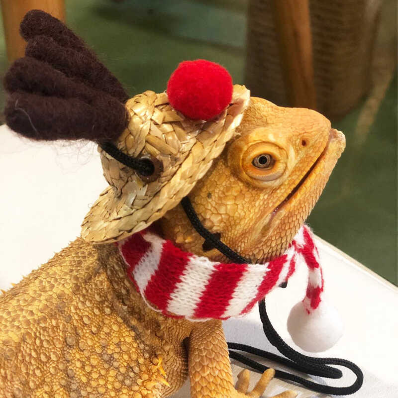 A A Christmas Lightweight And Comfortable Lizard Santa Hat Widely Used ...