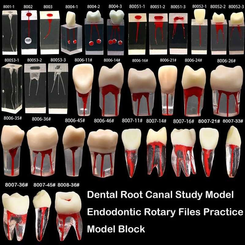 5Pcs Dental Enntic Root Model With Clear Resin Canal Block Practice ...