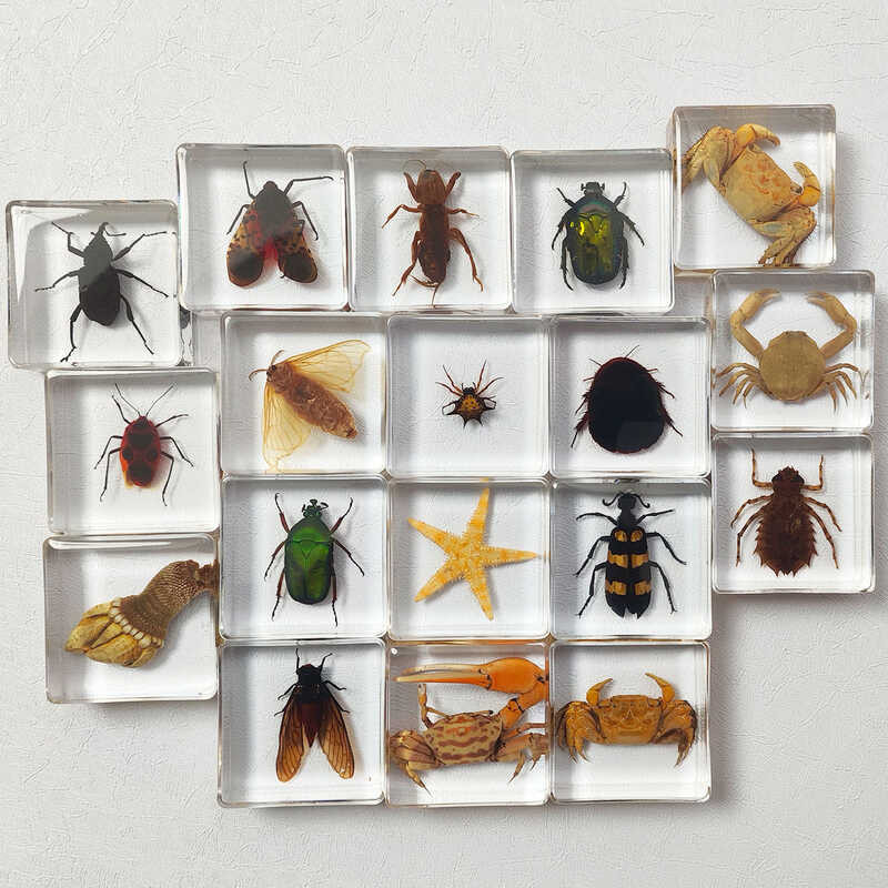 Insect Specimen Resin Glue Marine Life Plant Crystal Epoxy Kindergarten ...