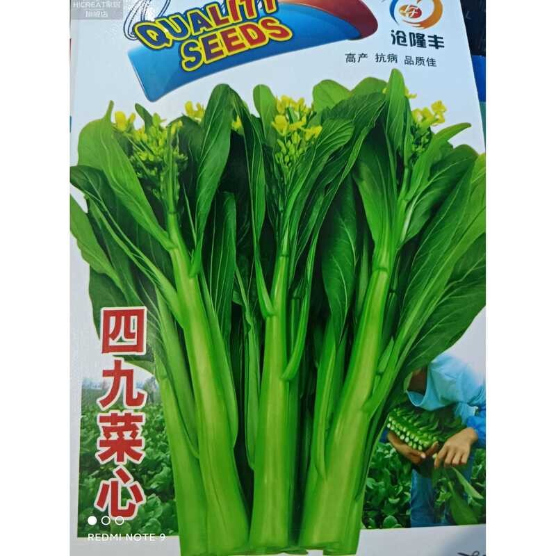 Four-Nine Cabbage Seeds, Germinating Vegetable Seedlings, Cabbage ...