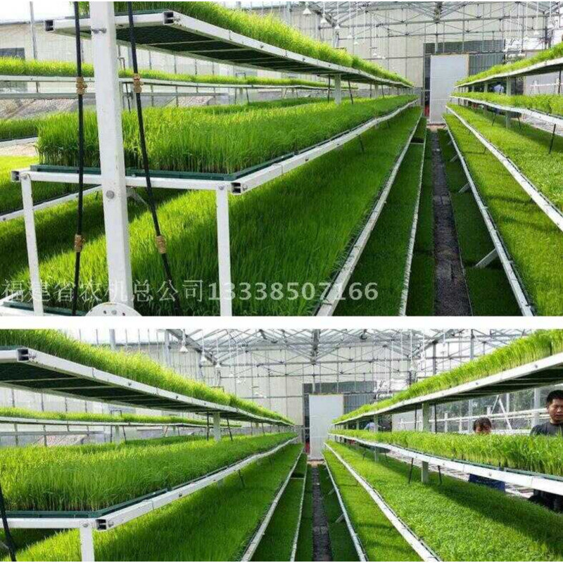 Greenhouse Rice Cultivation Seedling Bed Frame | Shopee Philippines
