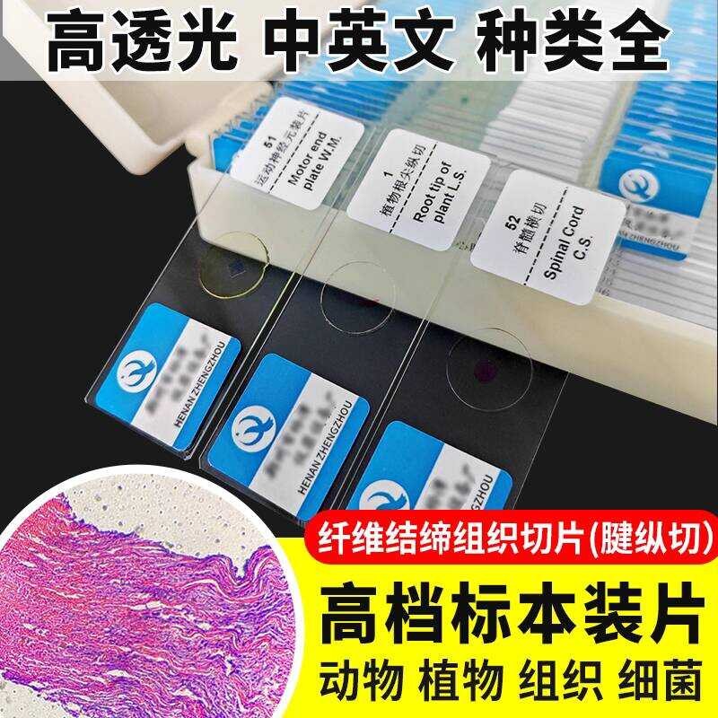 Fiber Connective Tissue Tendon Longitudinal Biological Smear Elementary ...