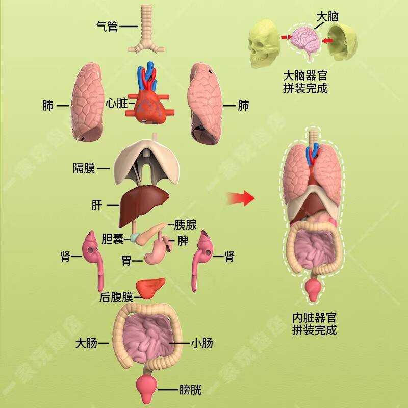 Movable Human Body Model Organ Structure Disassembly and Assembly ...