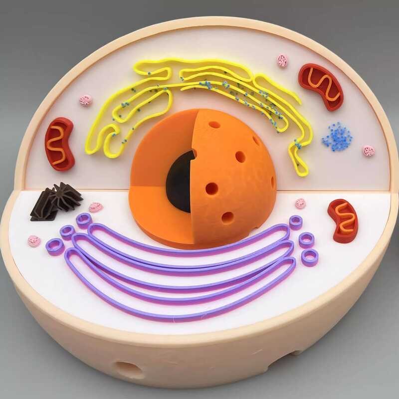 Animal and Plant Cell Structure Model Handwork Assembly 3D Printing ...