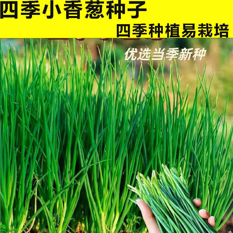 Four Seasons Green Onion Seeds Fragrant Onion Spring Summer Autumn ...