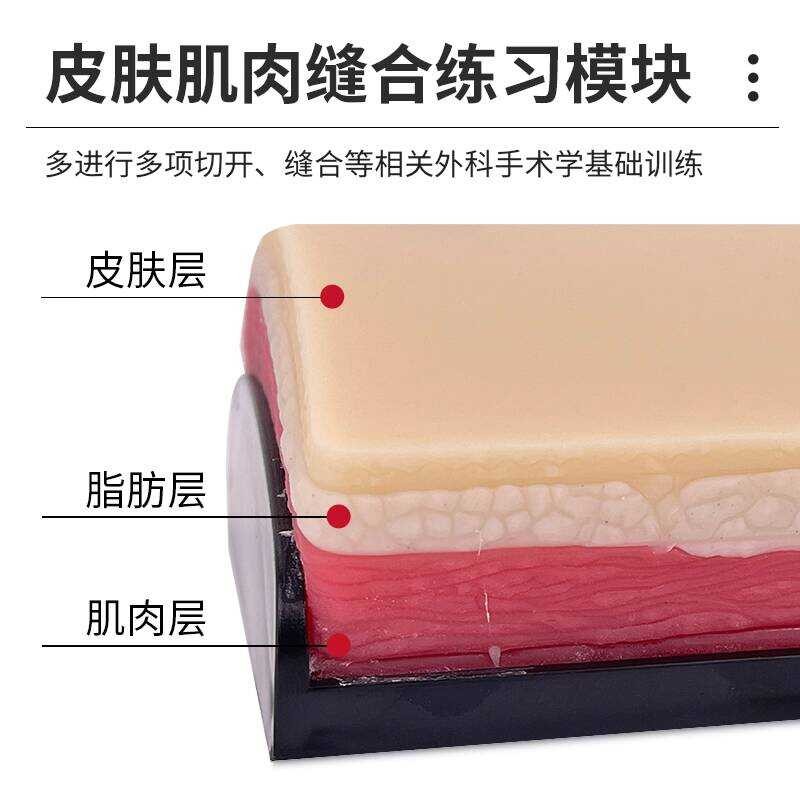 Skin Suture Practice Model Muscle Suture Module Surgical Training ...