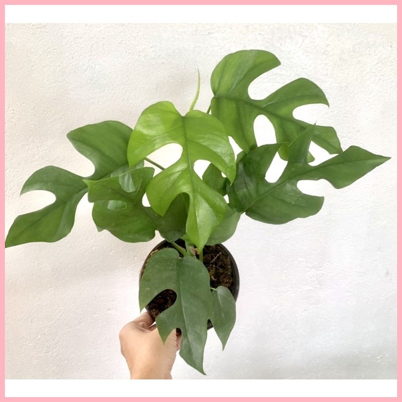 Monstera Rhaphidophora Tetrasperma | Shopee Philippines