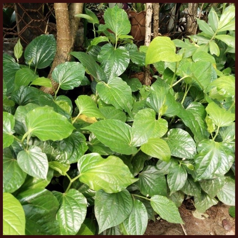 Daun kaduk| kaduk/ katuk plants| daun kaduk |wild pepper leaf | Piper ...