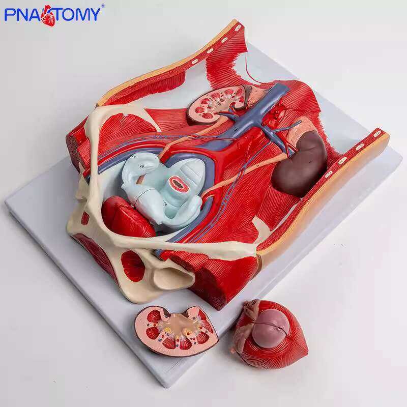 1:1 Detachable Prostate Model Male Genital Anatomy Mold Human Urinary ...