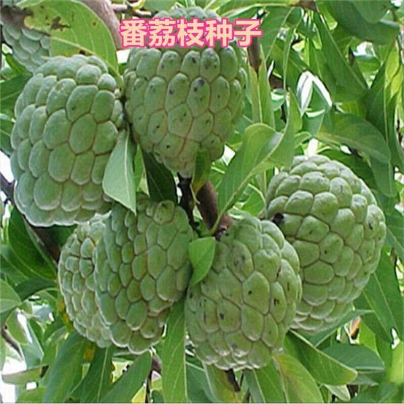 Southern Tropical Fruit Soursop Seeds Guava Laiqiu Guo Fohou Balcony ...