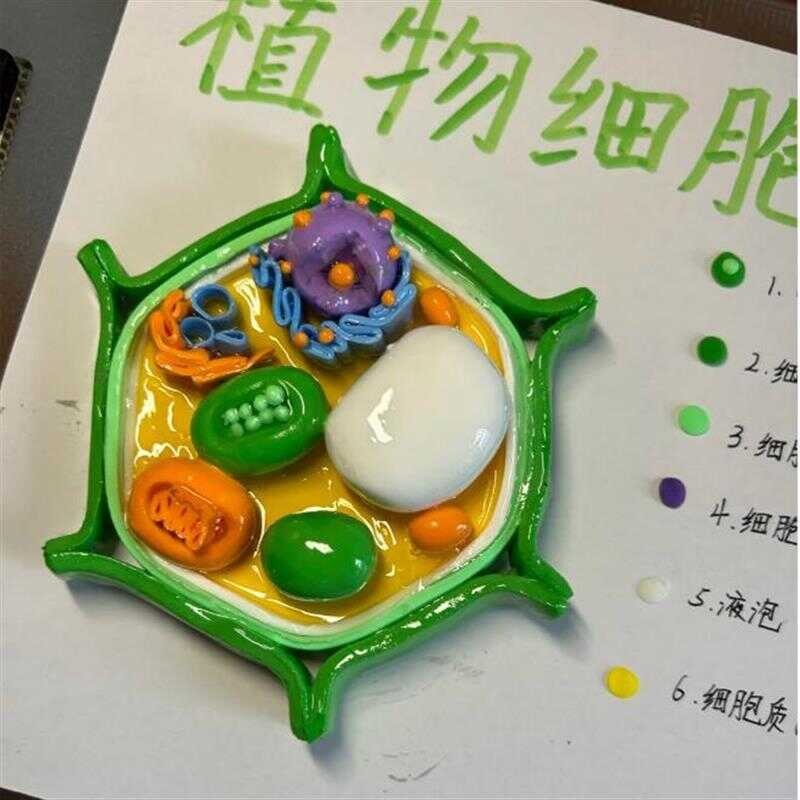 Cell Model Making Materials Seventh Grade Plant Cell Model Cell Model ...
