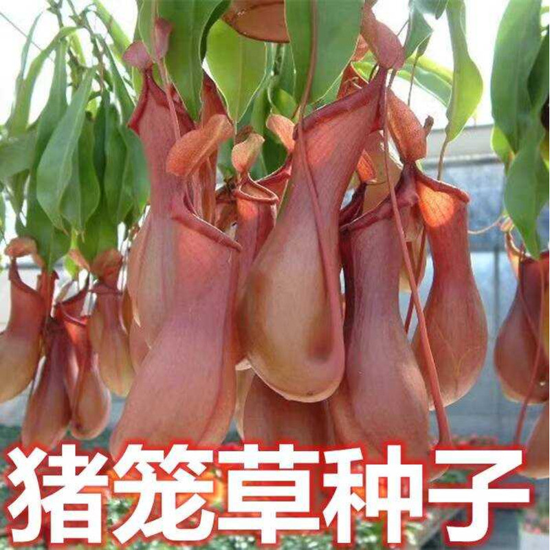 Flytrap Seeds Pig Cage Plant Seeds Fly Catching Potted Fly Eater Seeds ...