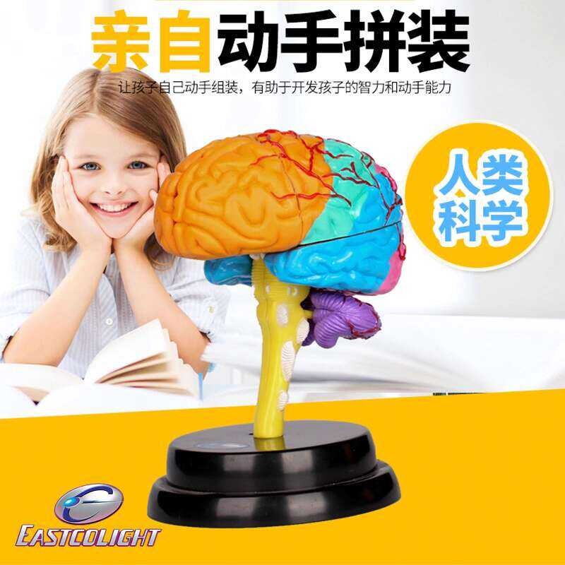 Hong Kong Eastcolight Brain Professional Set Simulation Organ Model ...