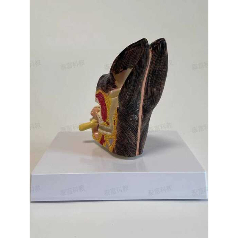 Dog Ear Anatomy Model Simulation Pathology Canine Ear Structure Pet ...