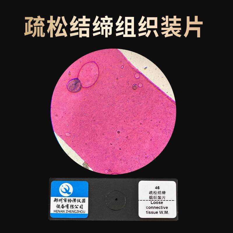 Loose Connective Tissue Mounting Biological Smear Elementary Middle ...