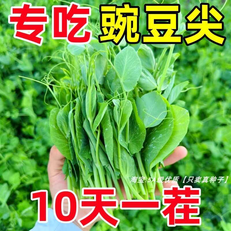Sprout Tip Four Seasons Planting Sprouts Sweet Crispy Pea Balcony ...