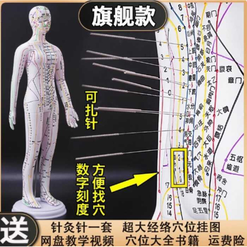 Yixin Traditional Chinese Medicine Acupuncture Point Human Body Model ...