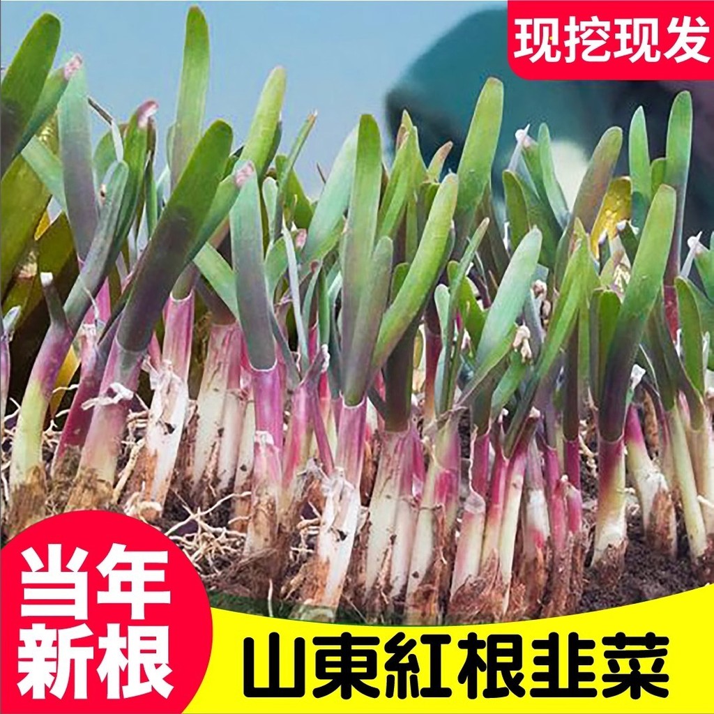 Broadleaf Red Root Chive Root with Soil Seedling Purple Root Potted ...
