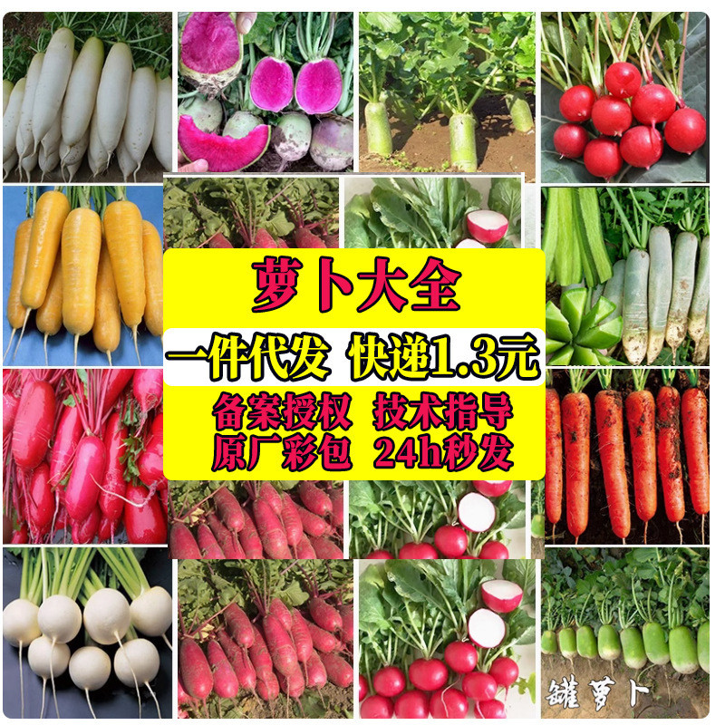 Tianjin Shawa Radish Seeds Green Radish Red Heart Radish Seeds ...