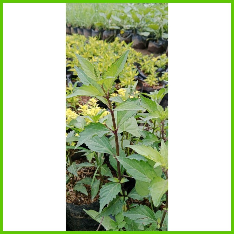 Taheebo (Herbal Plant) Good for your health | Shopee Philippines