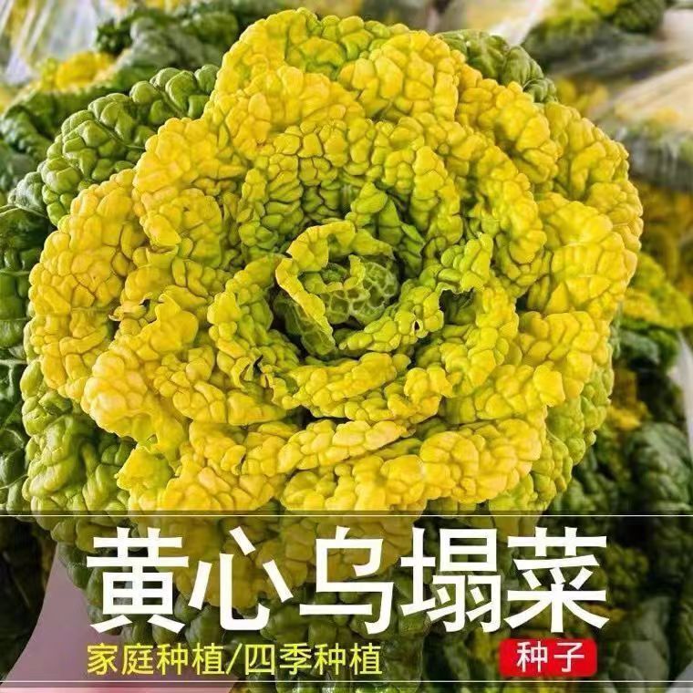 Yellow Heart Cabbage Seeds Cold-Resistant Yellow Heart Cabbage Seeds ...