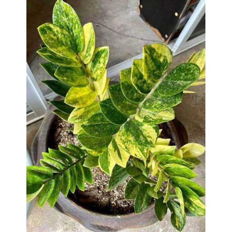 COD Variegated ZZ Welcome Rare Live Plant 100% Buhay Na 4D3 | Shopee ...